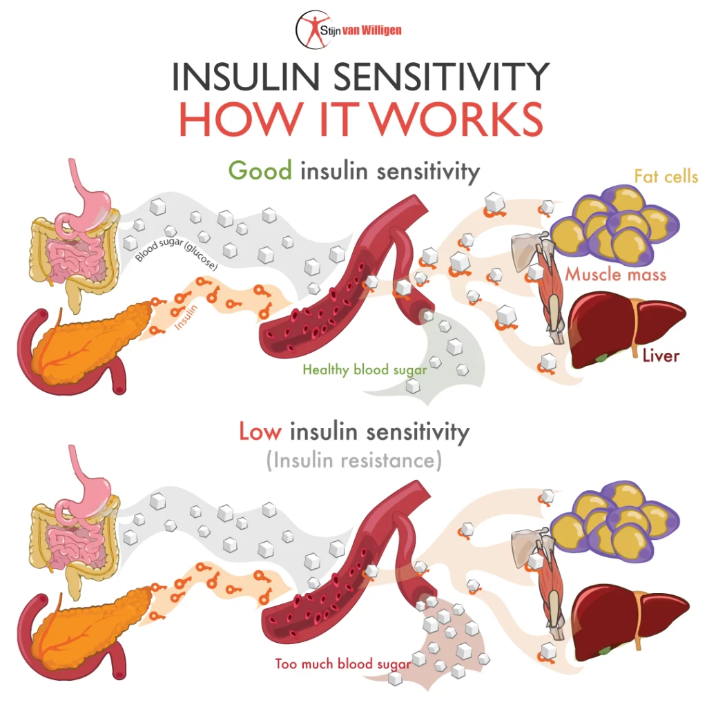 insulin resistance and how it works